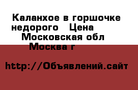 Каланхое в горшочке недорого › Цена ­ 300 - Московская обл., Москва г.  »    